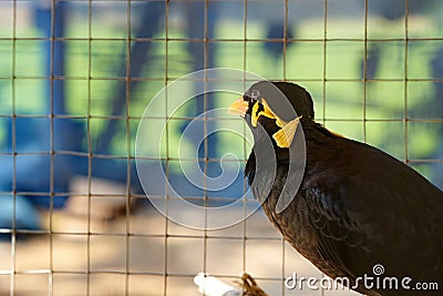 Hill myna in cage in alone prison detain or confine or democracy concept Stock Photo