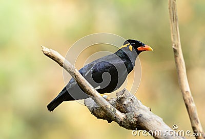 Hill Myna (Gracula religiosa) Stock Photo