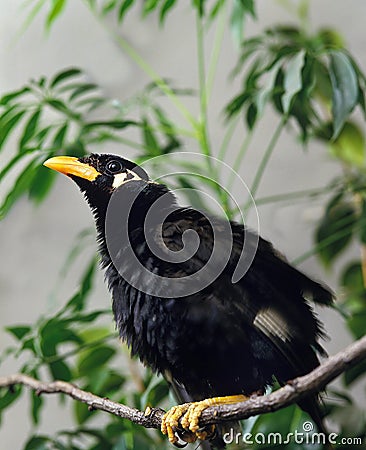 HILL MYNAH gracula religiosa, ADULT ON BRANCH Stock Photo