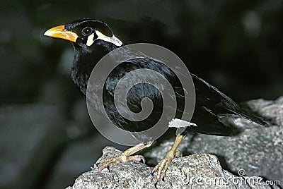 HILL MYNAH gracula religiosa, ADULT STANDING ON STONE Stock Photo
