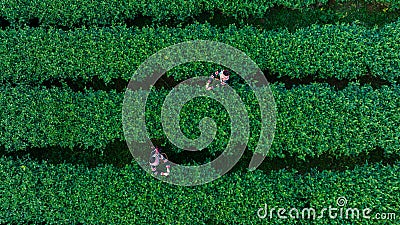 Hill thai tribe, asian woman in traditional clothes picking tea leaves in tea plantation, at chiang rai thailand, aerial top view Editorial Stock Photo