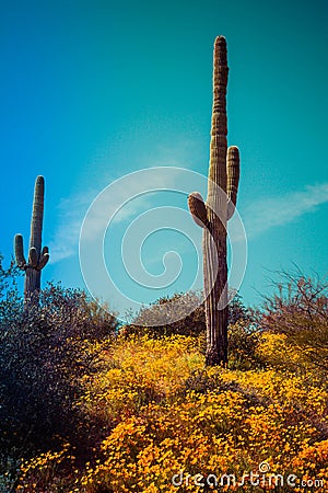 Hill top Saguaro with Poppies Stock Photo