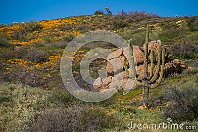 Hill top Saguaro with Poppies Stock Photo