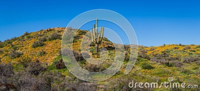 Hill top Saguaro with Poppies Panorama Stock Photo