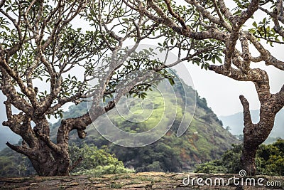 Hill trees on cliff scenery with mountain view from the trees in Asia Sri Lanka Dambulla surroundings Stock Photo
