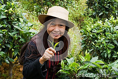 Hill tribe woman pick up tea leaf Stock Photo