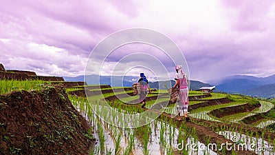 Hill Tribes walking on rice terrace at Baan Pa Bong Peang Editorial Stock Photo