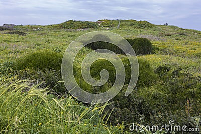 hills overgrown with calendula and Ephedra foeminea Forssk n Stock Photo