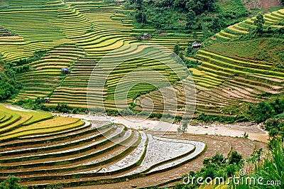 Hills of rice terraced fields Stock Photo
