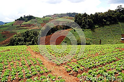 Hills of vegettable crops. Stock Photo