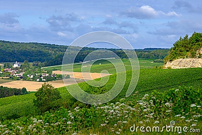 Hills vineyards in Urville, champagne vineyards in Cote des Bar, Aube, south of Champange, France Stock Photo