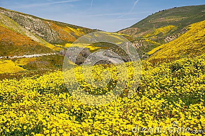 Hillside daisies and fiddleneck wildflowers with the road in the background at Carrizo Plain National Monument in California Stock Photo