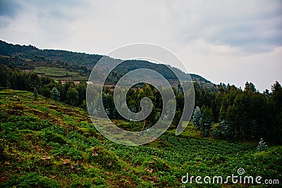 Hillside farming on the volcanic rock near Volcanoes National Park Rwanda Stock Photo