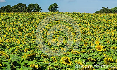 Hillside of Giant Sunflowers Stock Photo