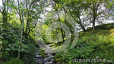 Hillside stream running over rocks in a small wooded valley surrounded by summer trees in jumble hole clough in west yorkshire Stock Photo