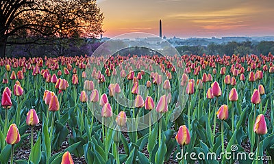 Hillside Tulip Garden Arlington Virginia Stock Photo