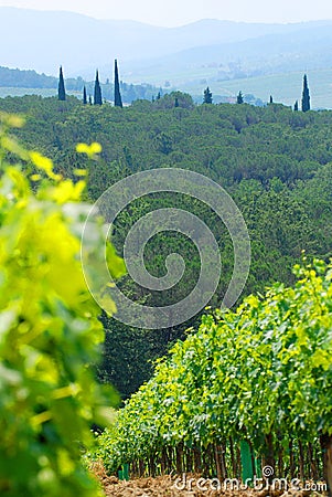 Hillside vineyard Stock Photo