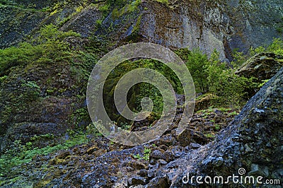 Hillside at Wahclella Falls in the Columbia River Gorge Editorial Stock Photo