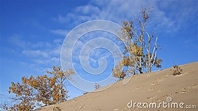 Hilltop of sand dune background landscape with treelined and blue sky Stock Photo