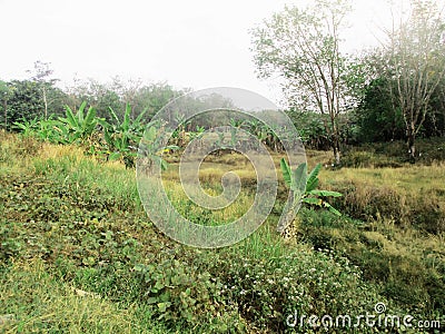 Hilly forest when the weather is very hot Stock Photo