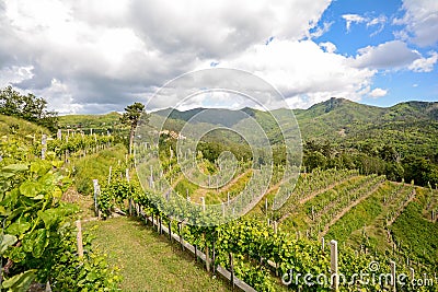 Hilly vineyards in early summer in Italy Stock Photo