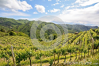 Hilly vineyards in early summer in Italy Stock Photo