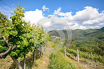 Hilly vineyards in early summer in Italy Stock Photo