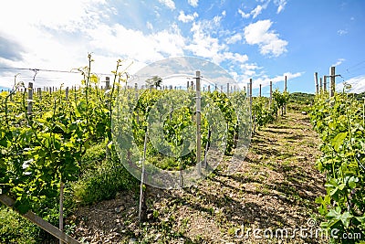 Hilly vineyards in early summer in Italy Stock Photo