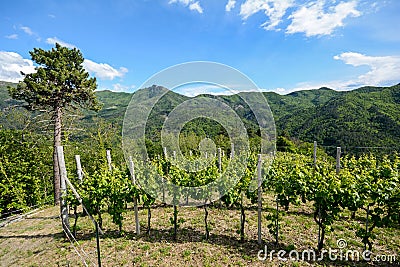 Hilly vineyards in early summer in Italy Stock Photo