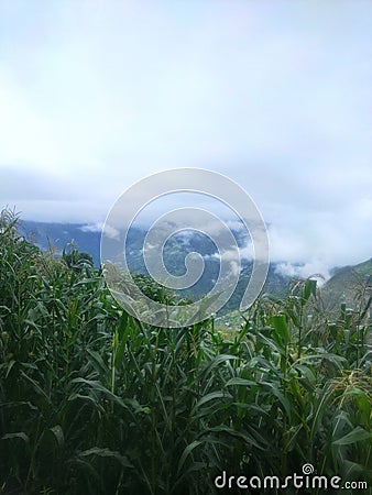 Himachal Pradesh beautifu heel height makhi Stock Photo