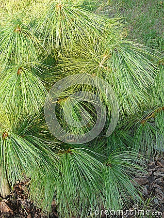 HIMALA PINE IN BOTANIC GARDEN Stock Photo