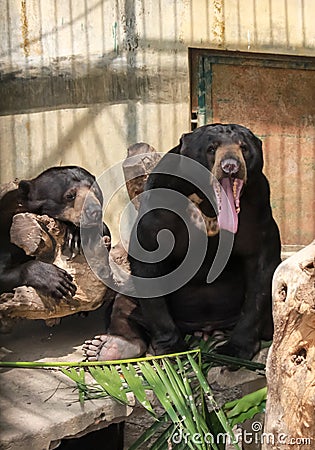 Himalayan bear Stock Photo