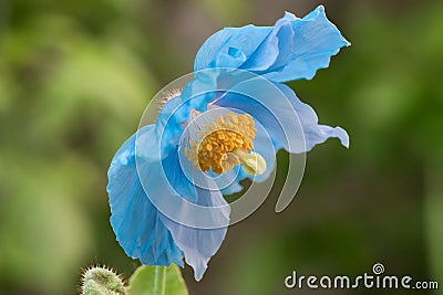 Himalayan blue poppy Meconopsis betonicifolia stunning blue flower Stock Photo