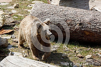 Himalayan brown bear Ursus arctos isabellinus Stock Photo