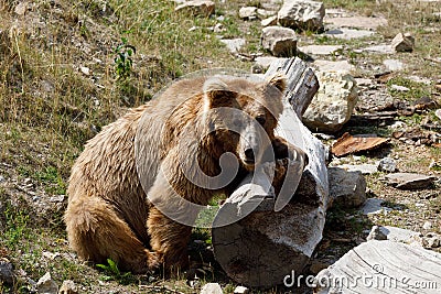 Himalayan brown bear Ursus arctos isabellinus Stock Photo