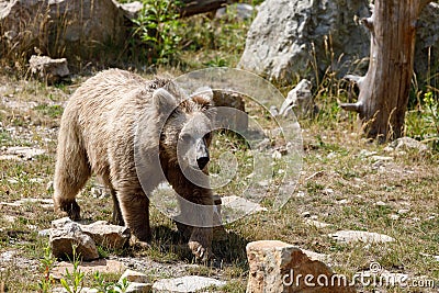 Himalayan brown bear Ursus arctos isabellinus Stock Photo