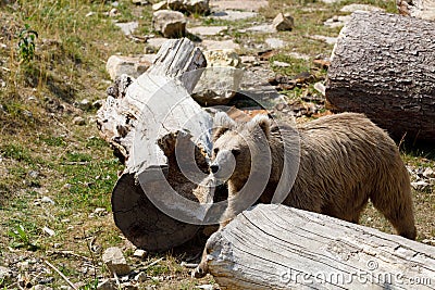 Himalayan brown bear Ursus arctos isabellinus Stock Photo