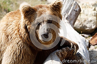 Himalayan brown bear Ursus arctos isabellinus Stock Photo