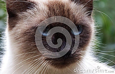 Feral cat portrait Stock Photo