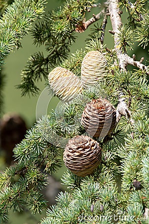 Himalayan cedar or deodar cedar tree with female and male cones, Christmas background Stock Photo