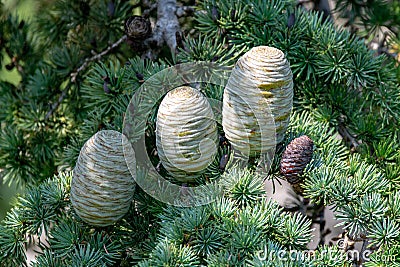 Himalayan cedar or deodar cedar tree with female cones, Christmas background Stock Photo