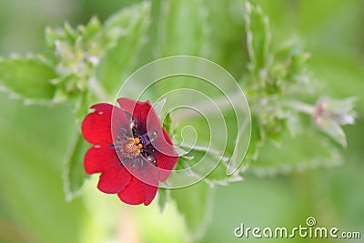 Himalayan Cinquefoil Potentilla argyrophylla var. atrosanguinea a blood-red flower Stock Photo