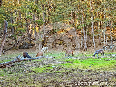 Himalayan forests Stock Photo