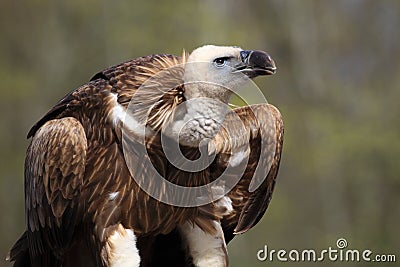 Himalayan griffon vulture Stock Photo