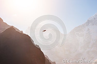 Himalayan hawk soaring in the mountains at sunrise. Himalayas, Nepal Stock Photo