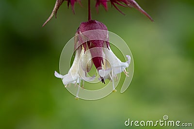 Himalayan honeysuckle leycesteria formosa Stock Photo