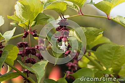 Himalayan honeysuckle Leycesteria formosa Stock Photo