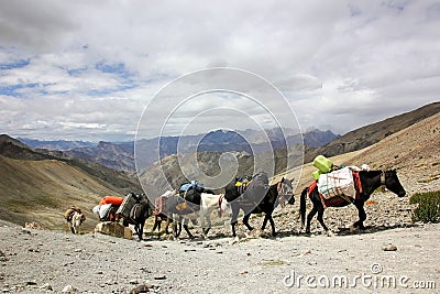 Himalayan Horse Caravan Stock Photo