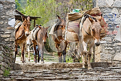 Himalayan horse caravan Stock Photo