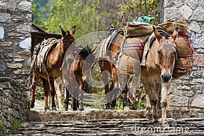 Himalayan horse caravan Stock Photo